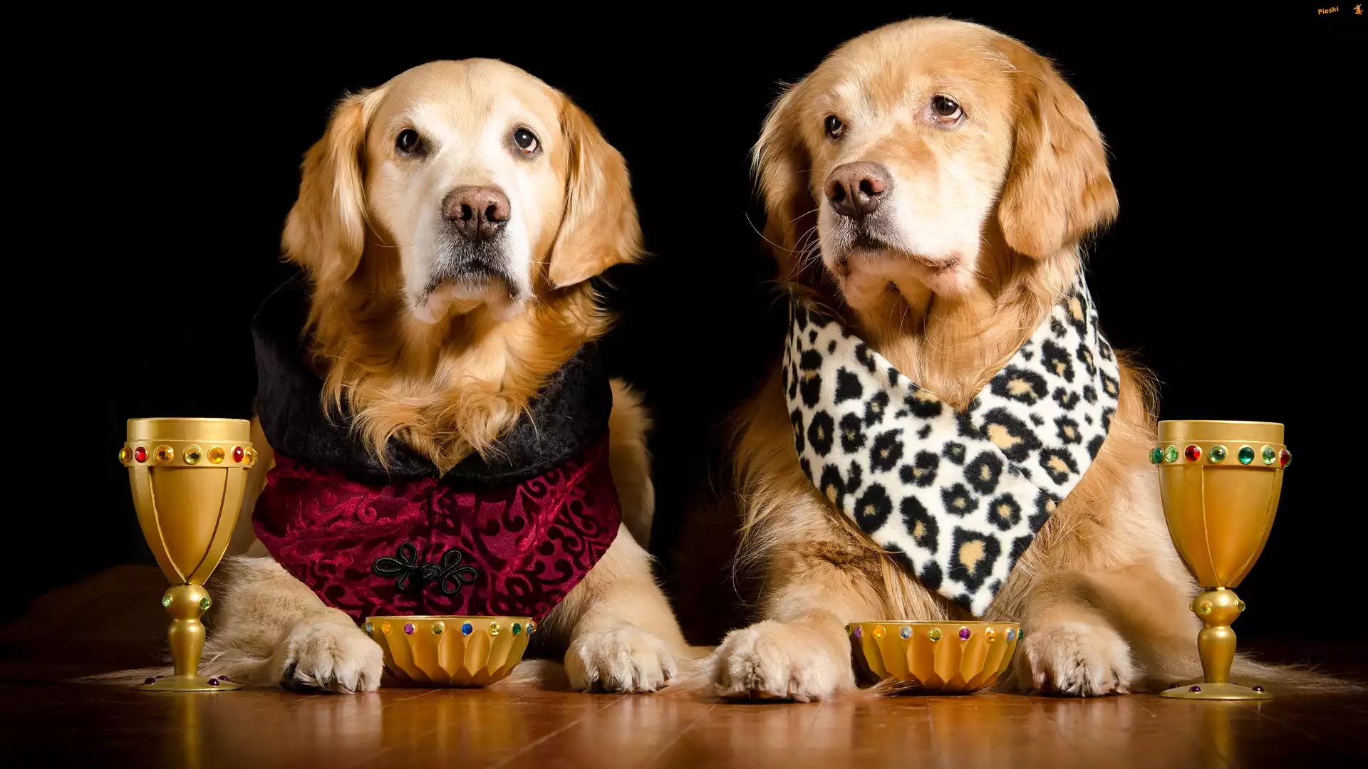 Kieliszki, Psy, Golden retriever, Dwa, Miski, Ubranko