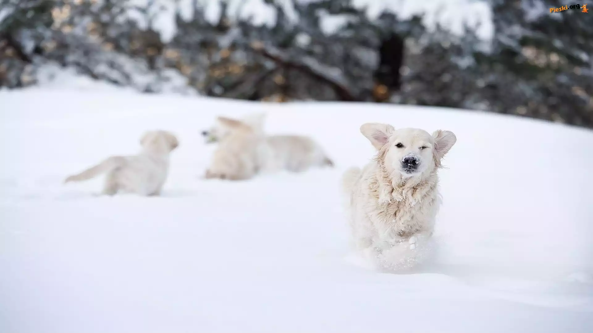 Zabawa, Śnieg, Pies, Zima, Golden retriever