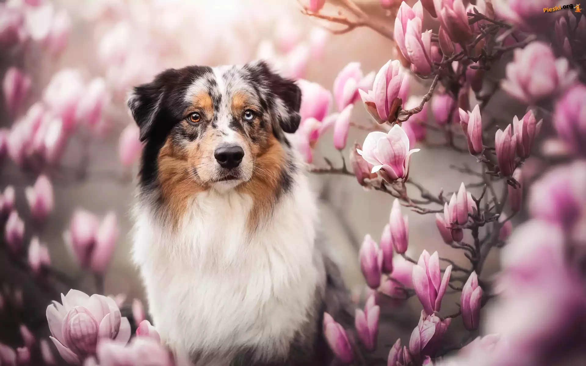 Magnolia, Kwiaty, Pies, Owczarek australijski