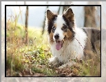 Łąka, Pyszczek, Border collie, Język, Trawa