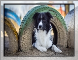 Border collie, Opony