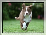 Border, Collie, Park