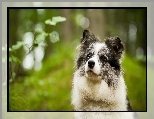 Border collie, Spojrzenie