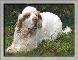 dorosły, Clumber spaniel, trawa