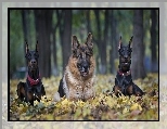 Dobermany, Liście, Park, Owczarek Niemiecki, Poranny spacer, Jesień