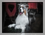 Metalowa, Owczarek australijski, Pies, Australian shepherd, Kratka