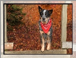 Pies, Australian cattle dog, Chustka