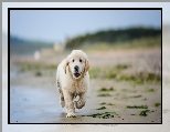 Plaża, Szczeniak, Golden retriever, Woda