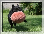 Schipperke, zabawka