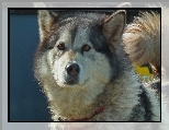 Pies, Alaskan Malamute